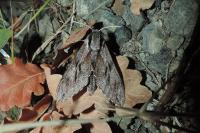 Hyloicus pinastri