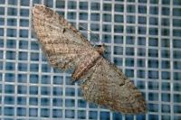 Eupithecia tenuiata