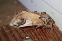 Notodonta ziczac