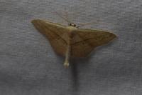 Scopula imitaria