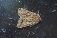 Thalpophila matura
