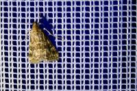 Scoparia ambigualis/basistrigalis