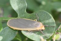 Katha depressa
