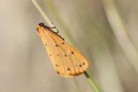 Setina irrorella irrorella