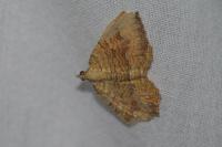 Camptogramma bilineata