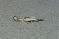 Agriphila inquinatella