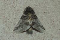 Thaumetopoea processionea