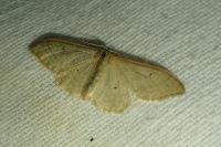 Idaea straminata