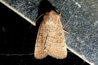 Hoplodrina ambigua