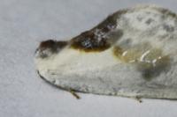 Cilix glaucata