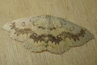 Cyclophora annularia