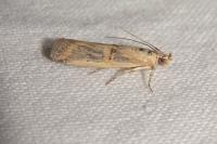 Psorosa dahliella