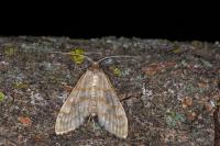 Paracorsia repandalis