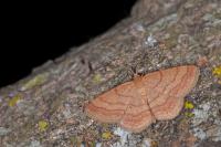 Scopula rubiginata