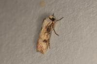 Agrotis puta