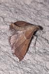 Endotricha flammealis