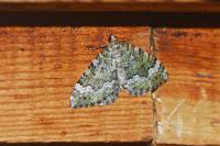 Colostygia olivata