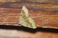 Scotopteryx chenopodiata