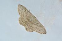 Scopula incanata