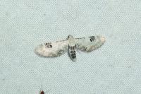 Eupithecia centaureata