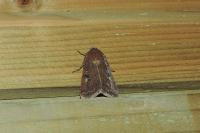 Xestia xanthographa