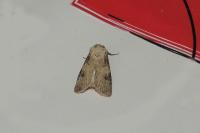 Agrotis puta