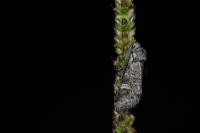 Brachylomia viminalis