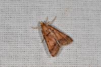 Stemmatophora brunnealis