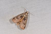 Epilecta linogrisea