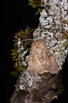 Lymantria dispar