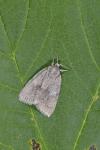 Bryonycta pineti