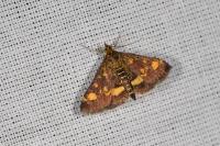 Pyrausta aurata