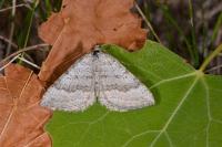 Scotopteryx bipunctaria