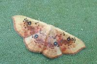 Cyclophora lennigiaria