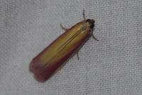 Oncocera semirubella