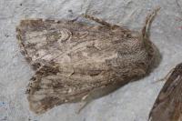 Luperina nickerlii