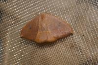 Watsonalla uncinula