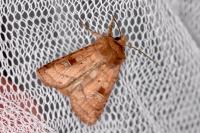 Diarsia rubi
