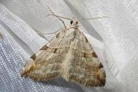 Aplocera plagiata