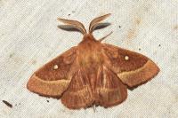 Lasiocampa trifolii trifolii