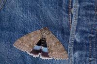 Catocala fraxini