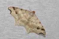 Macaria alternata