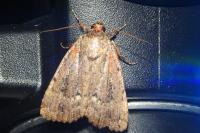 Amphipyra pyramidea/Amphipyra berbera