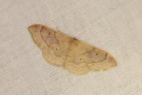 Idaea degeneraria