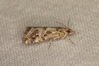 Euchromius cambridgei