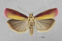 Oncocera semirubella