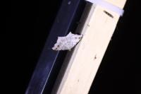 Macaria alternata