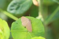 Minoa murinata