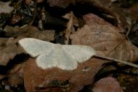 Idaea straminata
