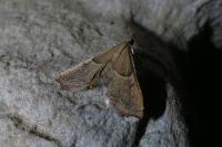 Endotricha flammealis